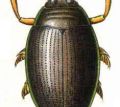 Gyrinus natator